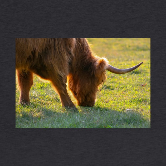 Longhorn Cattle by Rob Johnson Photography